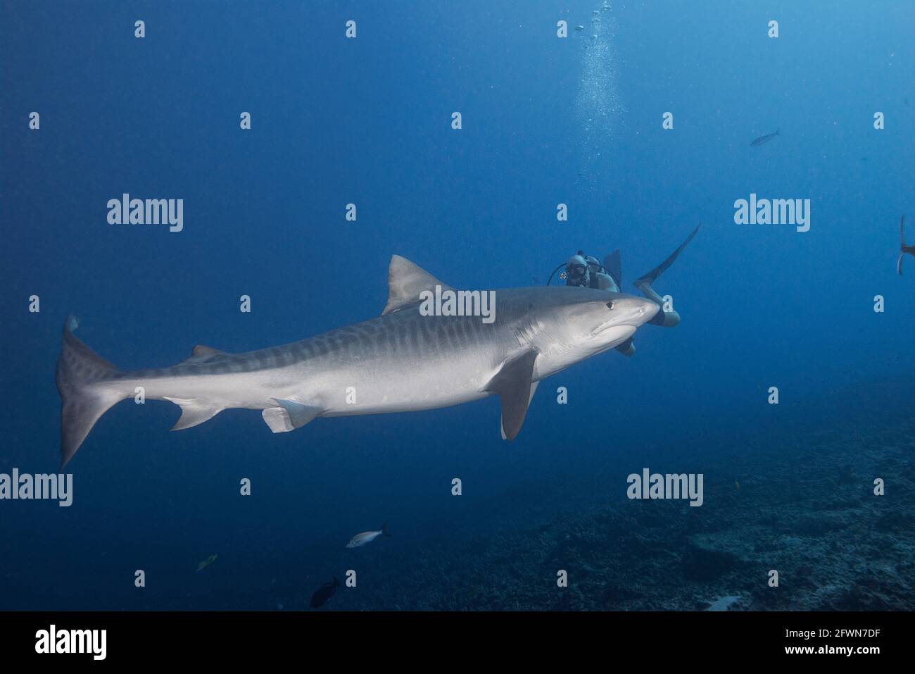 tiger shark, Galeocerdo cuvier, passes by scuba diver with video camera, Honokohau, Kona, Big Island, Hawaii, USA ( Central Pacific Ocean ) Stock Photo