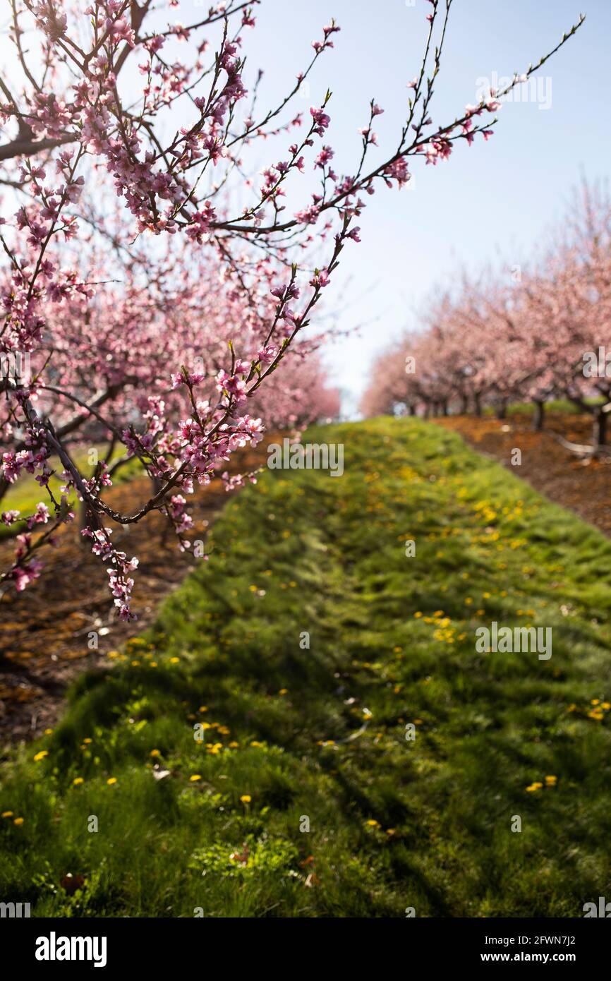 Peach and apple blossoms bloom in the spring at an orchard in Hudson, Massachusetts, USA. Stock Photo