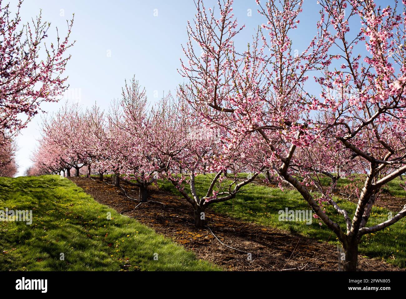 Peach and apple blossoms bloom in the spring at an orchard in Hudson, Massachusetts, USA. Stock Photo