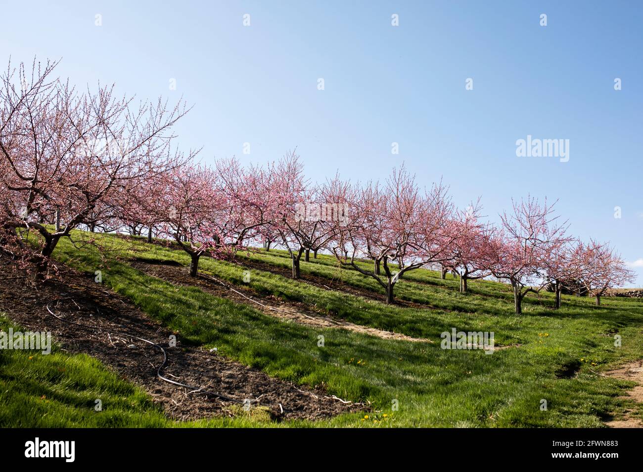 Peach and apple blossoms bloom in the spring at an orchard in Hudson, Massachusetts, USA. Stock Photo
