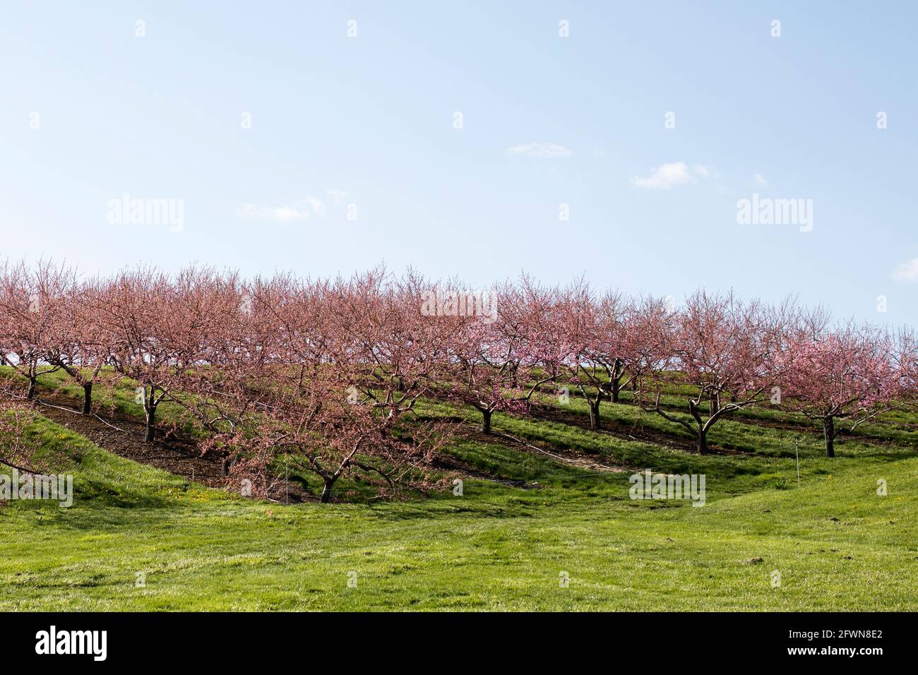 Peach and apple blossoms bloom in the spring at an orchard in Hudson, Massachusetts, USA. Stock Photo