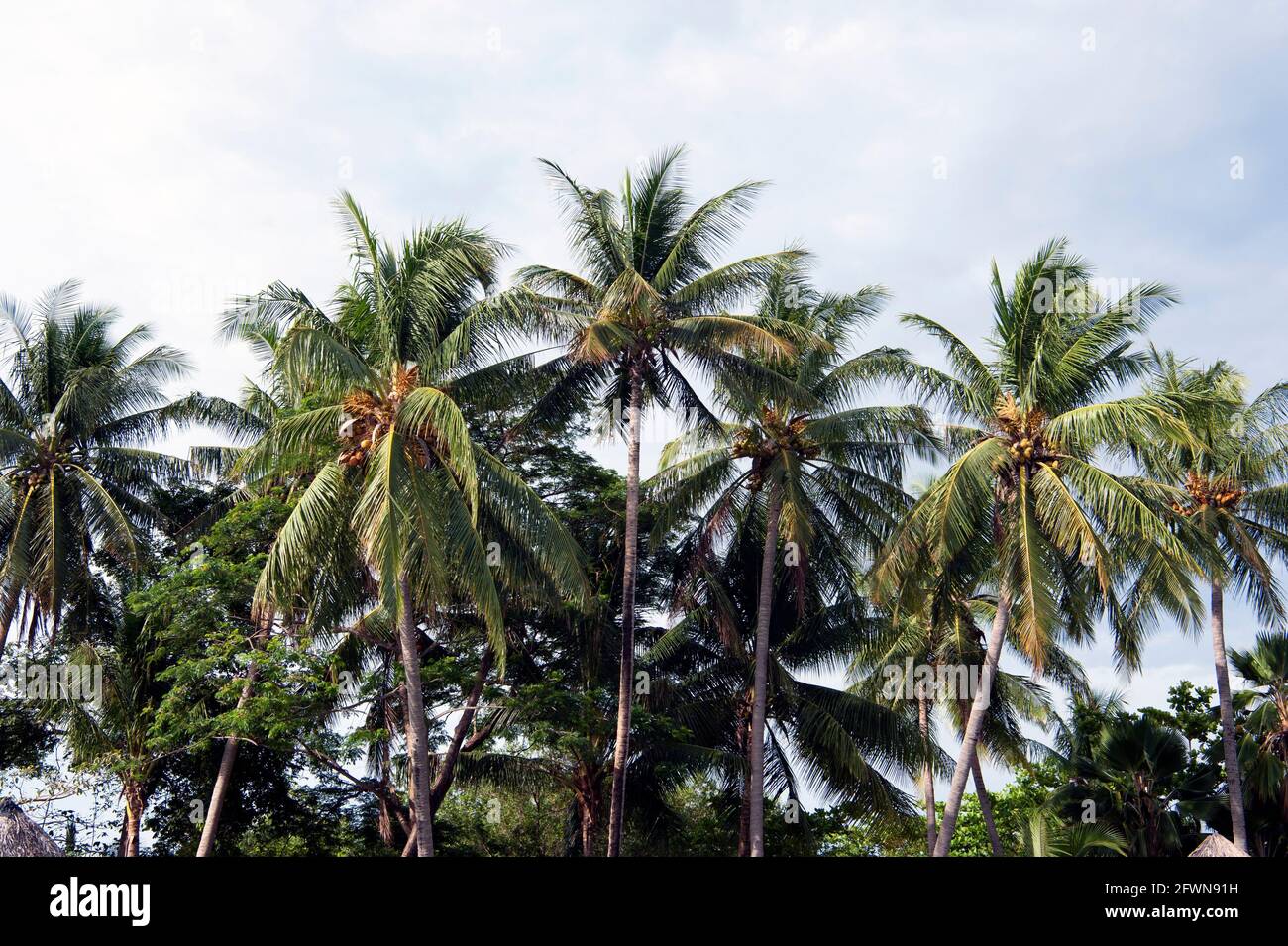 Tropical palm trees in Costa Rica, Central America Stock Photo Alamy