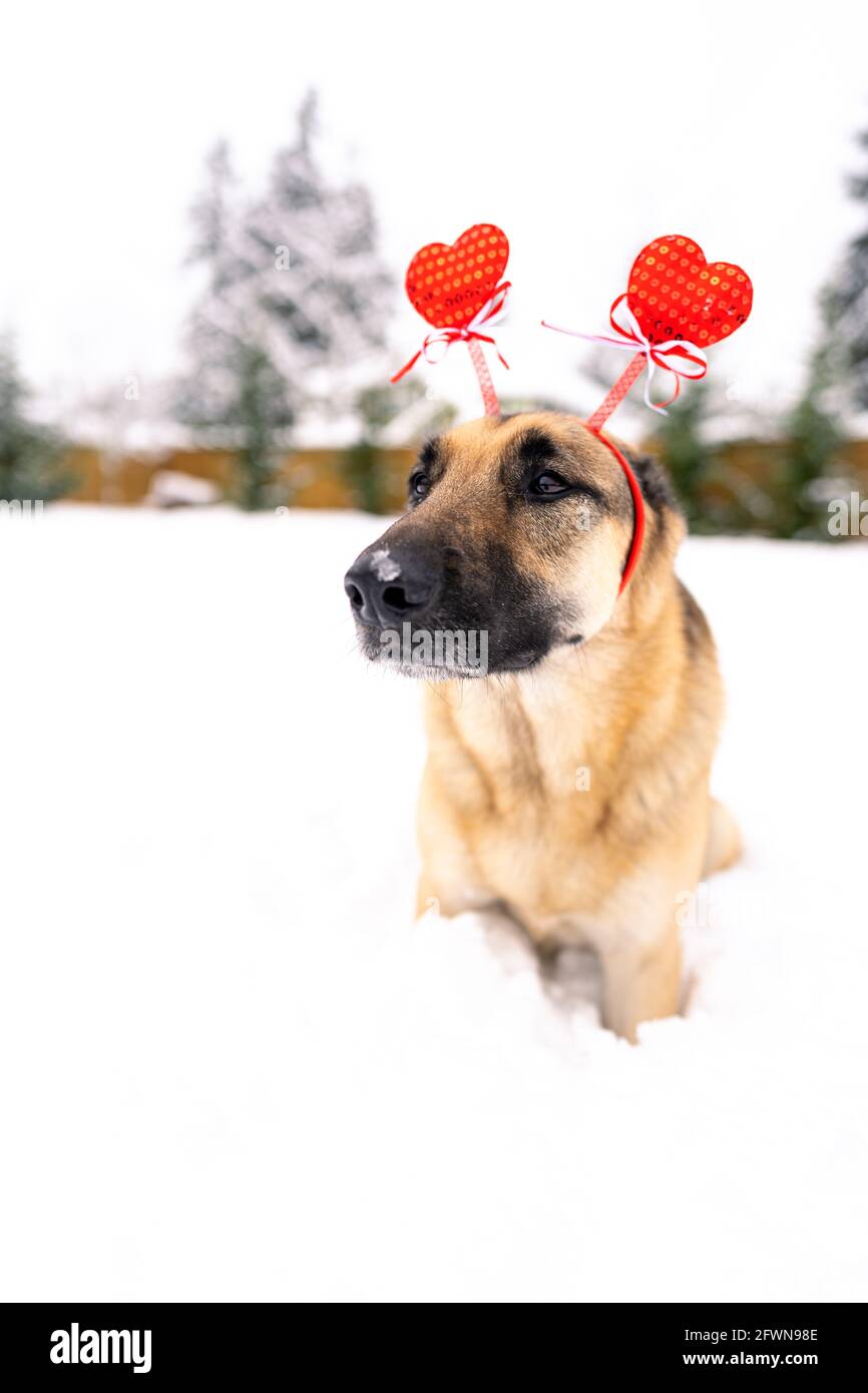 A super cute and beautiful German Shepherd dog wearing a Valentine head band siting/laying down in the snow with snow on her snout looking at camera Stock Photo