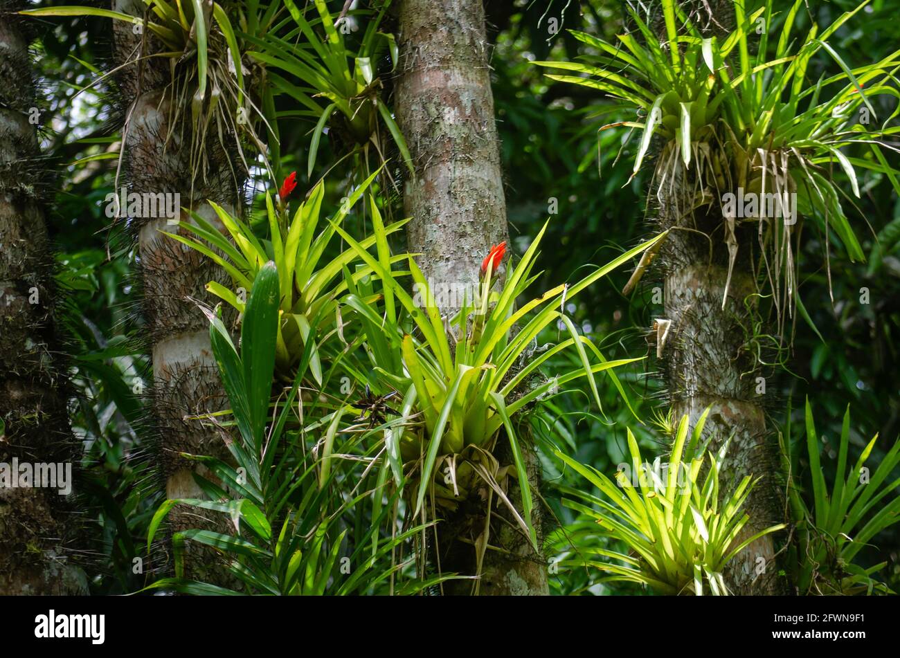 Bromeliads in the wild Stock Photo