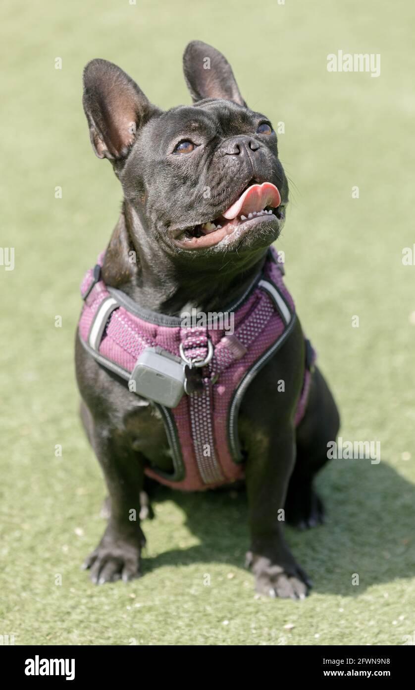 16MonthOld black Frenchie female. Offleash dog park in Northern