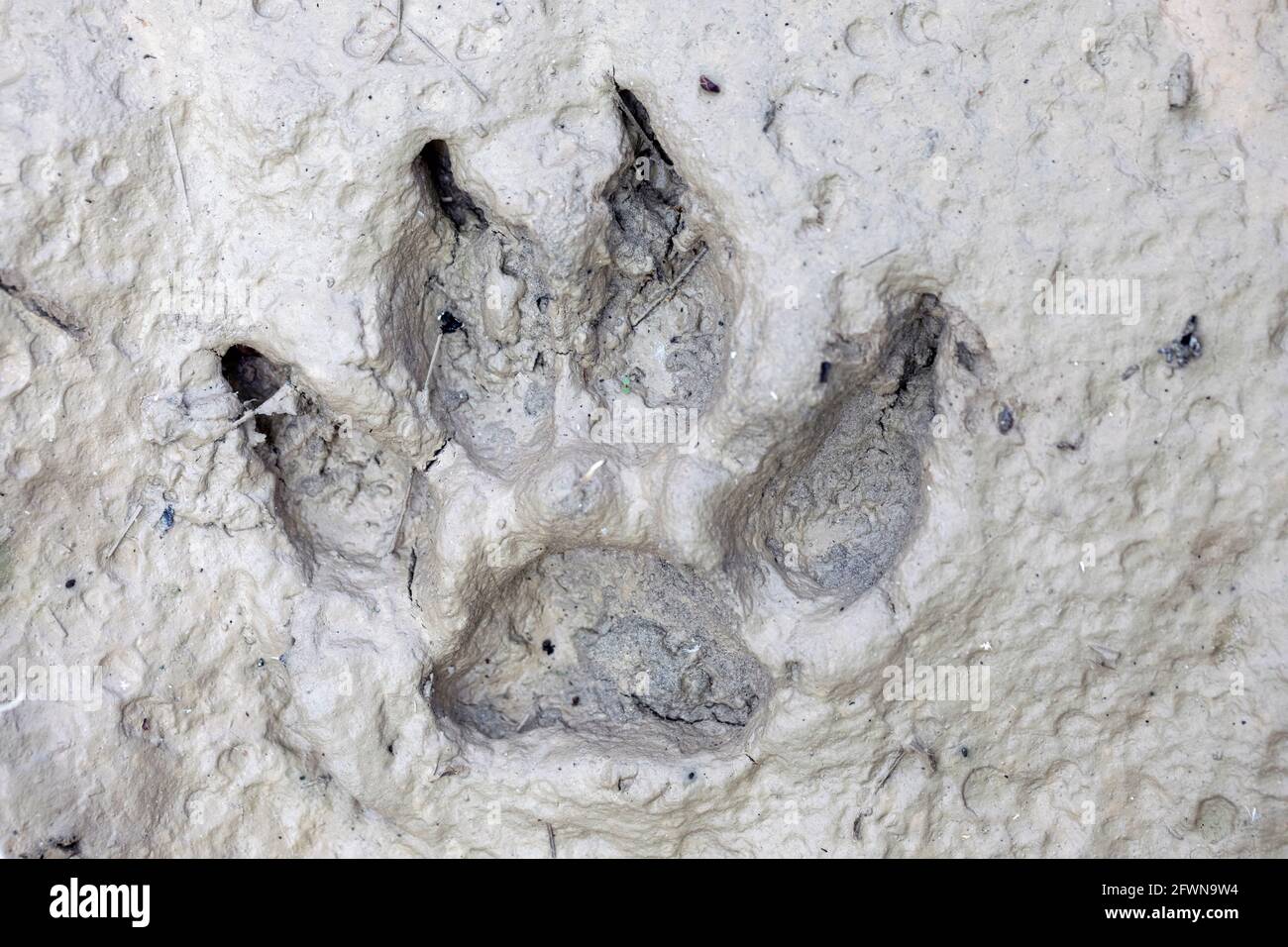 Dog paw print in mud hires stock photography and images Alamy