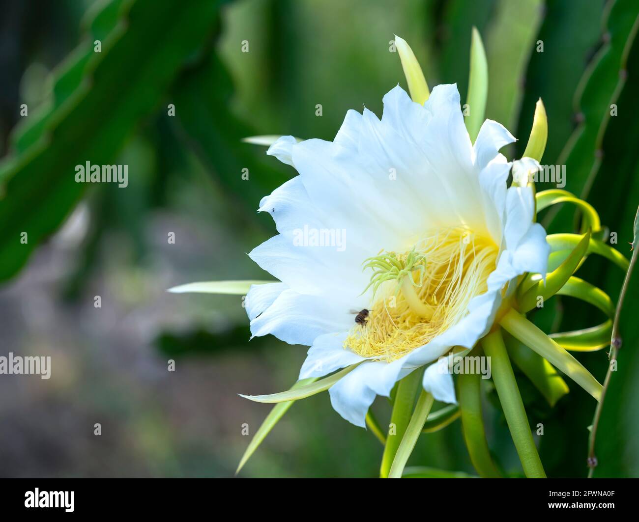 Close up dragon fruit flower ( Hylocereus undatus) in organic farm