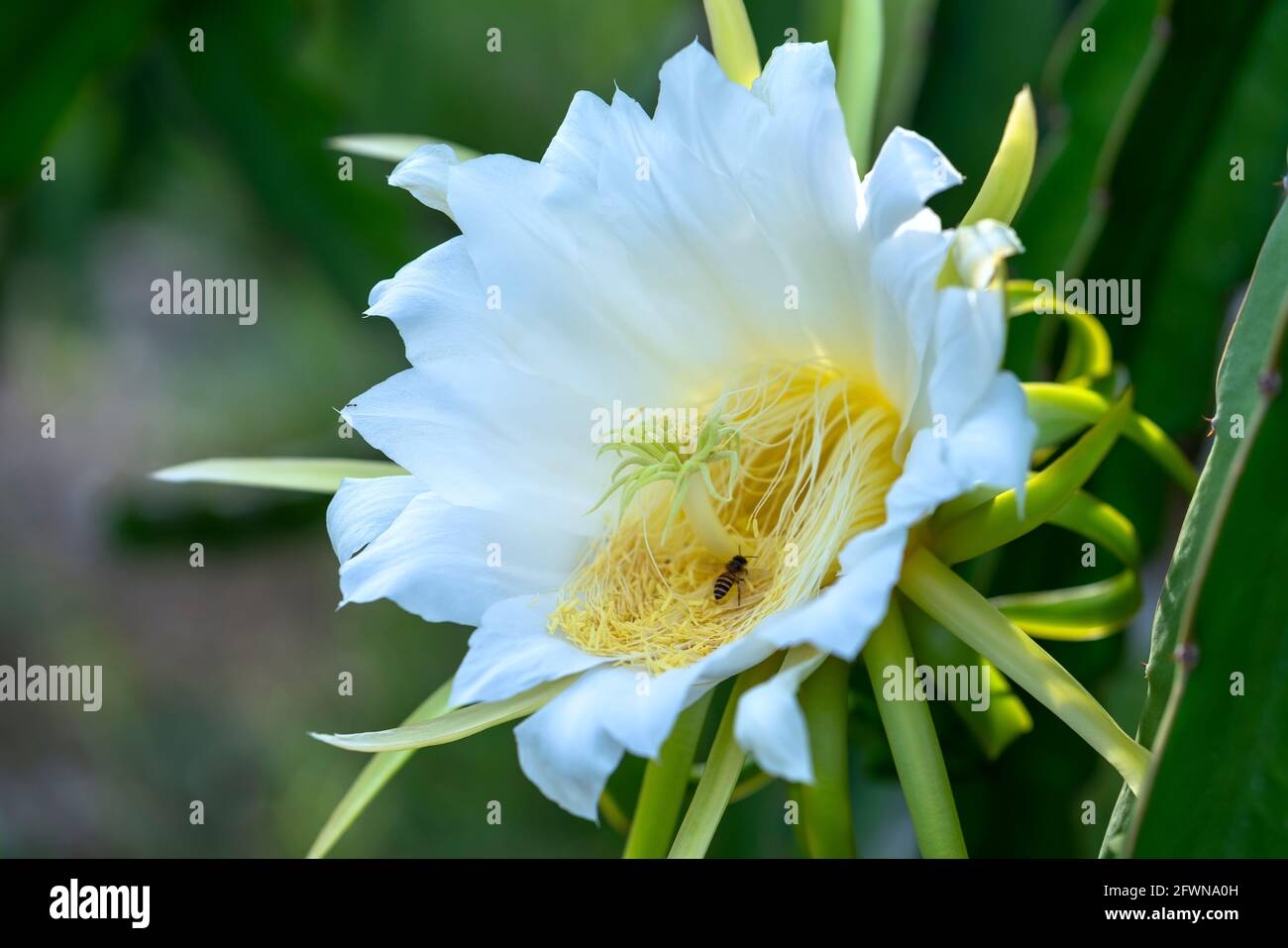 Close up dragon fruit flower ( Hylocereus undatus) in organic farm