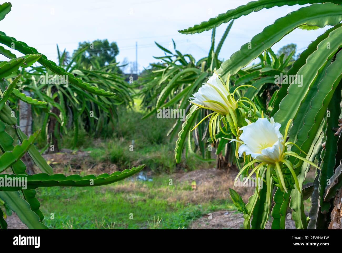 Dragon fruit flower in organic farm. This flower blooms in 4 days if