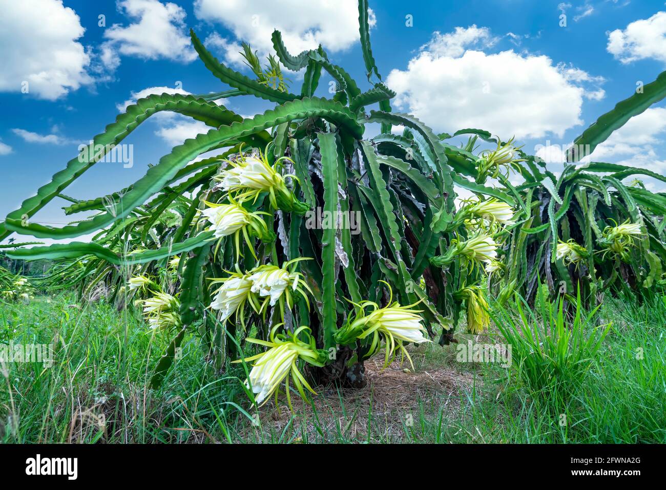 Dragon fruit flower in organic farm. This flower blooms in 4 days if