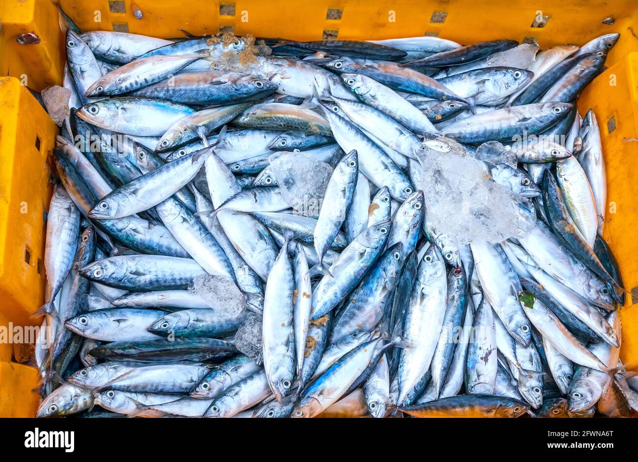 Sea fish after the catch sold in the seafood market is a nutritious
