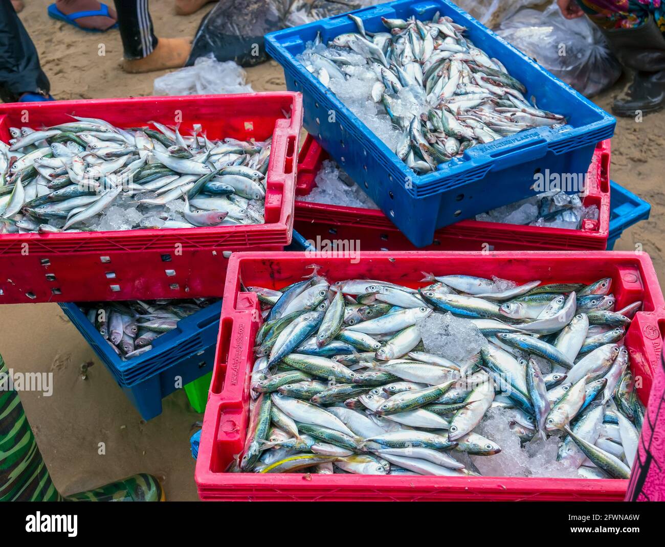 Sea fish after the catch sold in the seafood market is a nutritious