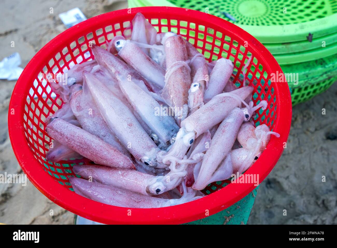 Fresh cuttlefish are caught in the fish market. This fish species live ...