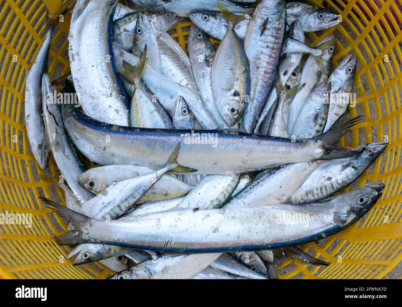 Sea fish after the catch sold in the seafood market is a nutritious
