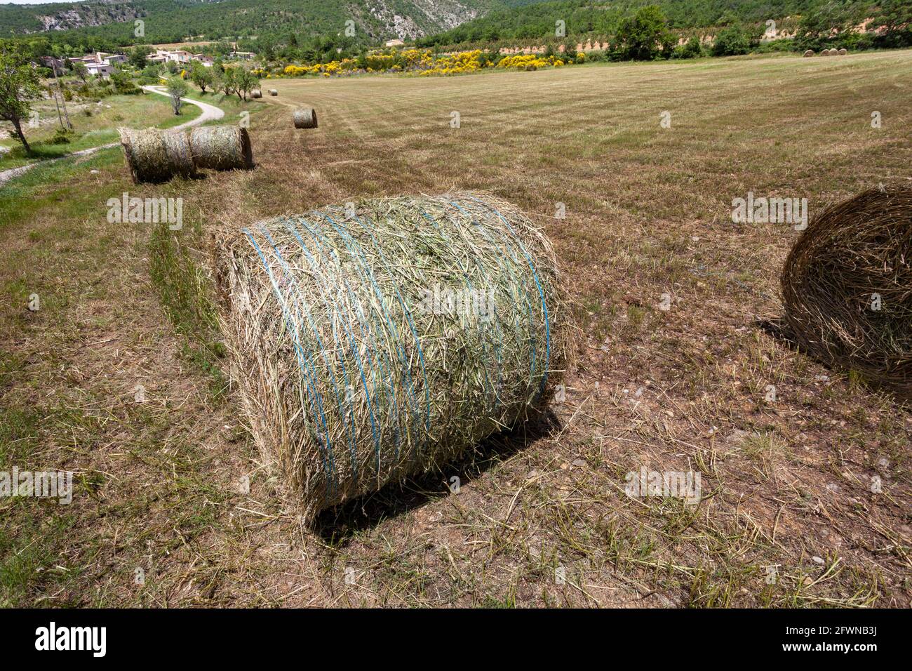 hay harvest in provence france Stock Photo