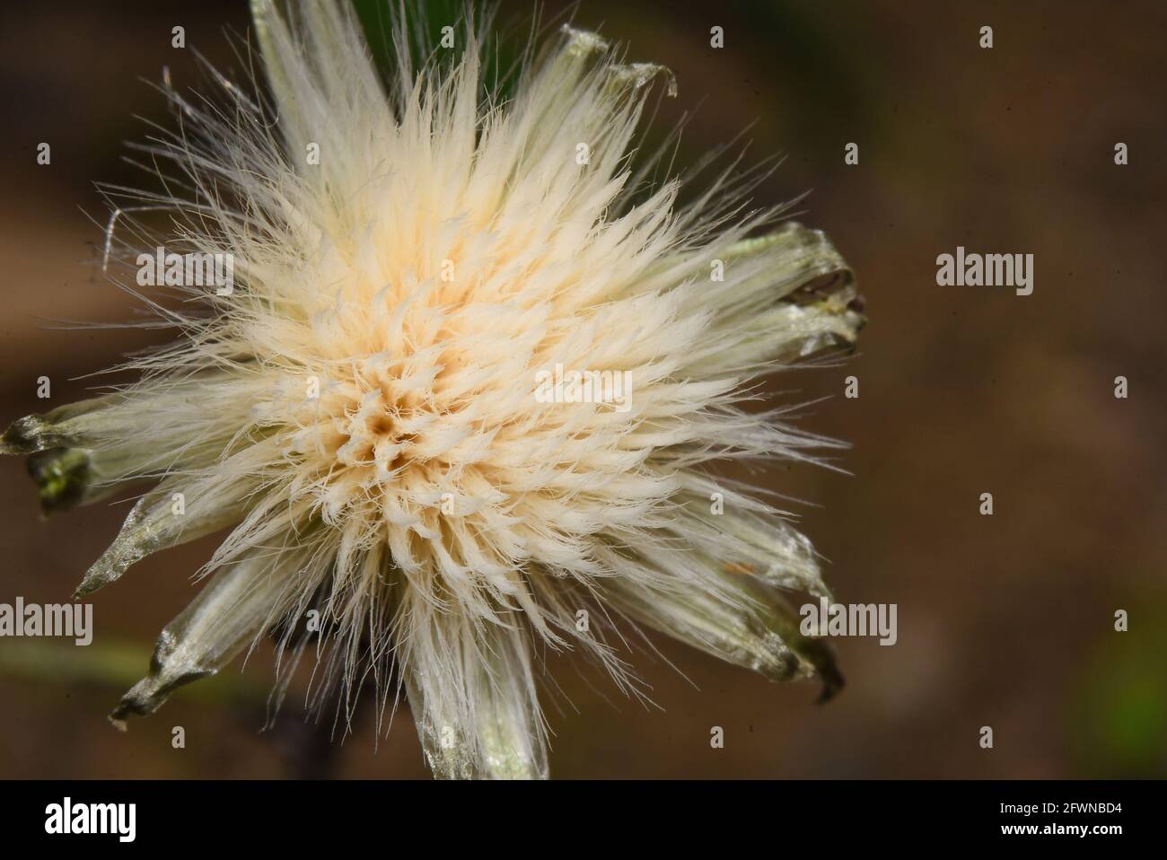 common dandelion, the familiar weed of lawns and roadsides. Stock Photo