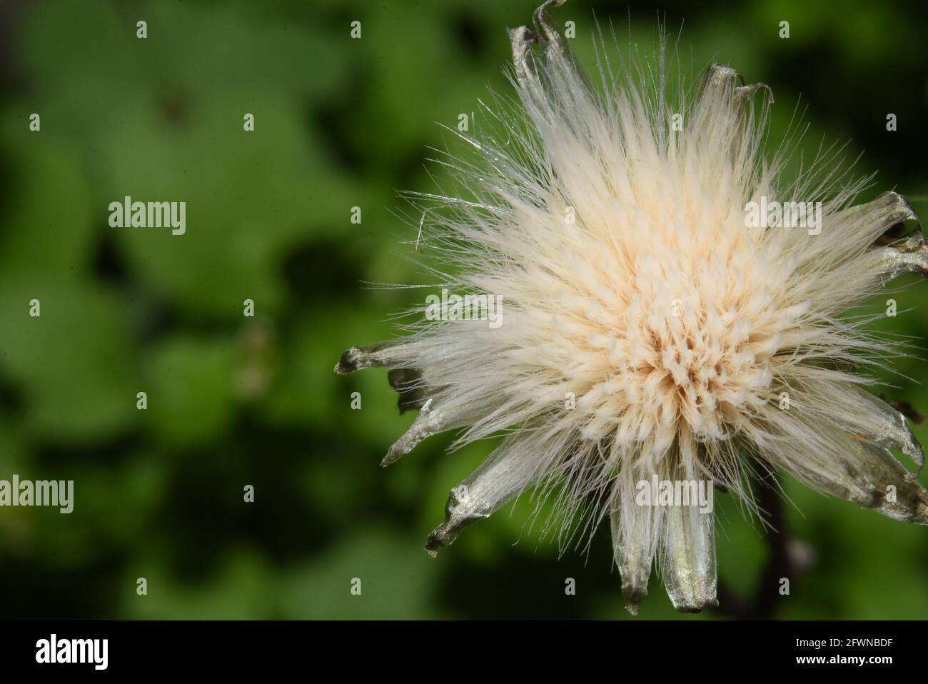 common dandelion, the familiar weed of lawns and roadsides. Stock Photo