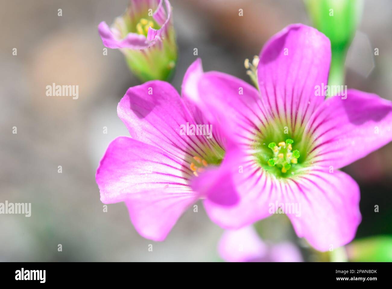 Pink woodsorrel, macro view ,exotic ornamental plan. Stock Photo