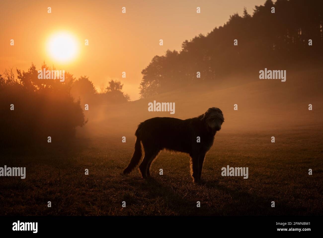 Irish Wolfhound in the meadow. Silhouette of a giant dog at the morning meadow. Rising sunset in background. Stock Photo