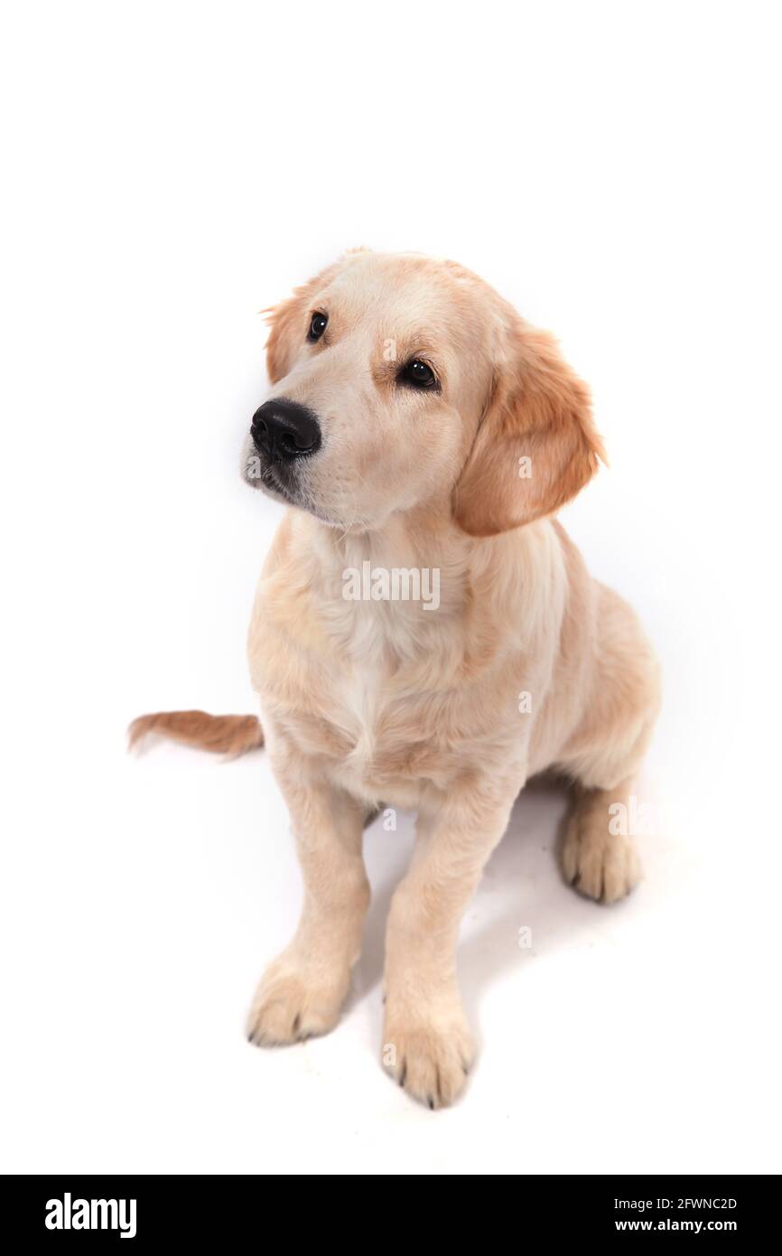 A cute funny puppy of Golden Retriever sits on an isolated white background  and looks up. High quality photo Stock Photo - Alamy