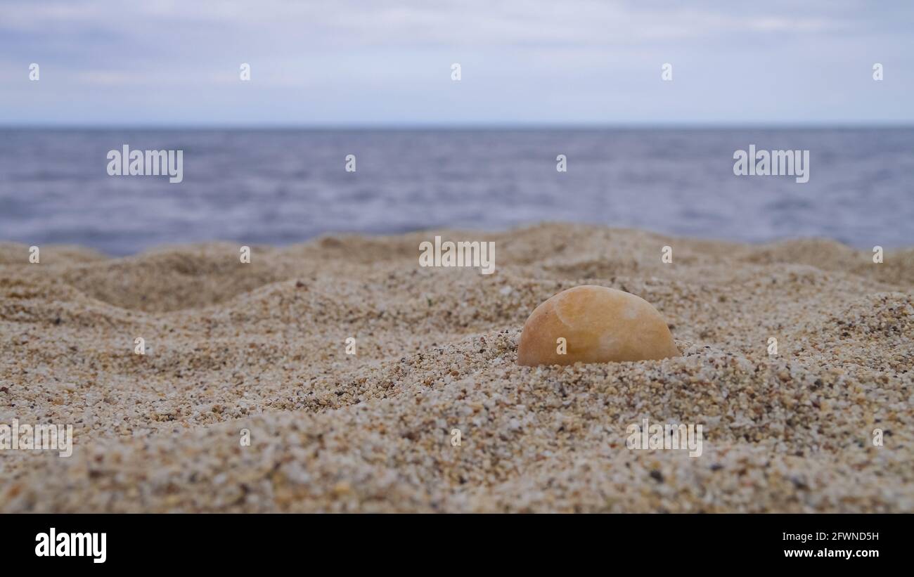 Seashells on Sand on the Beach. Stock Photo