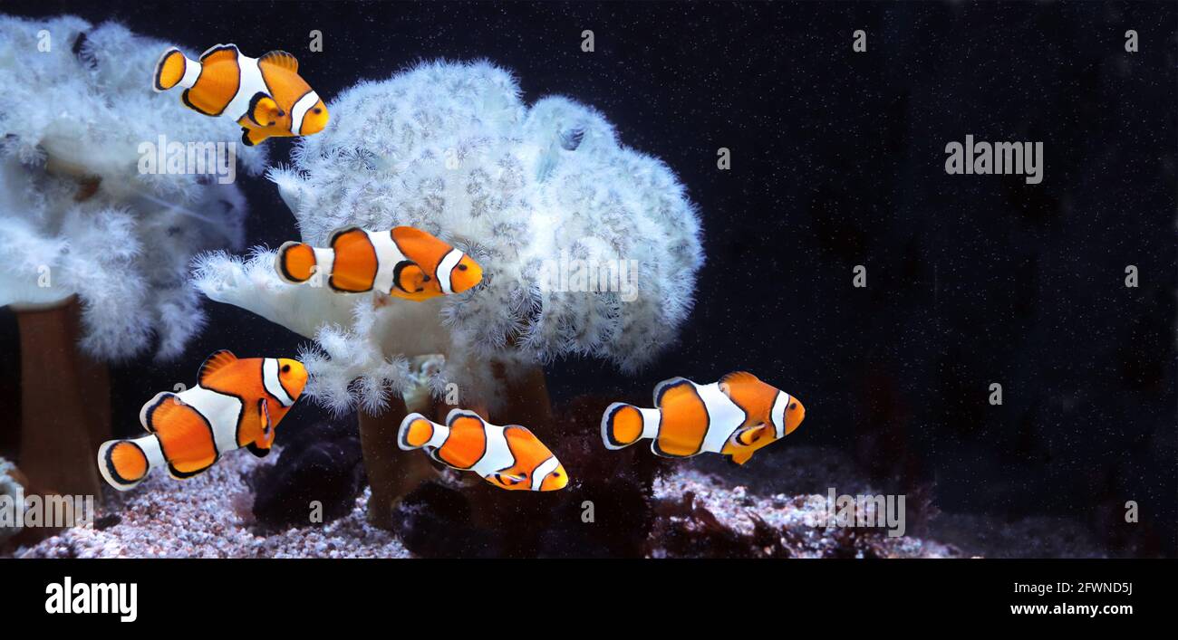 Sea anemone and clown fish in marine aquarium. Isolated on black background. Horizontal banner with tropical fish. Copy space for text. Mock up templa Stock Photo