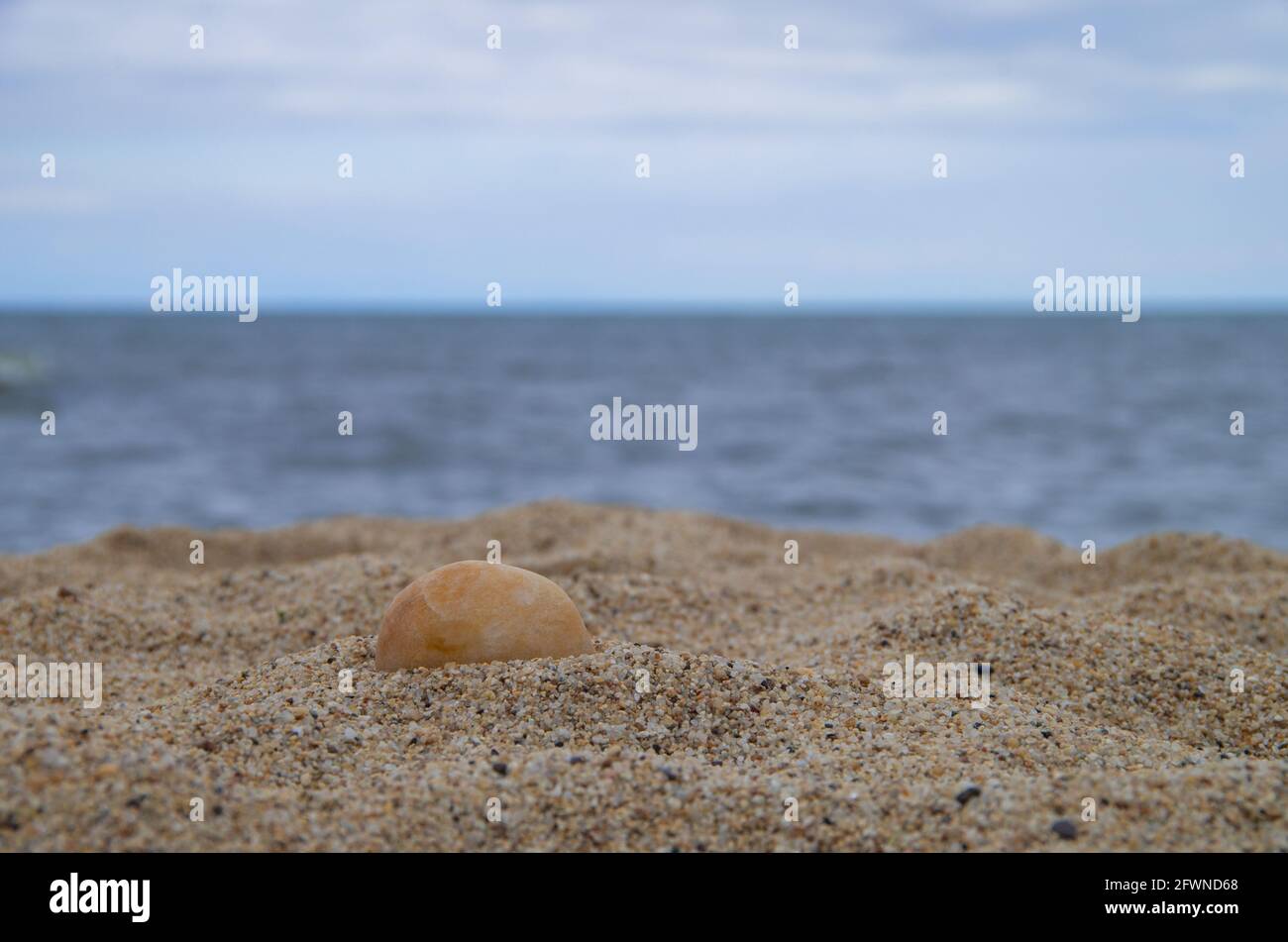 Seashells on Sand on the Beach. Stock Photo