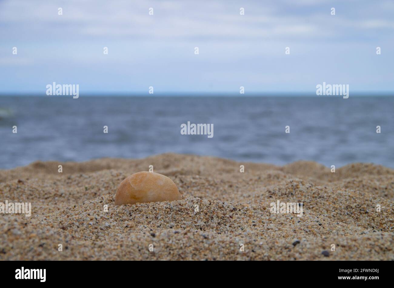Seashells on Sand on the Beach. Stock Photo