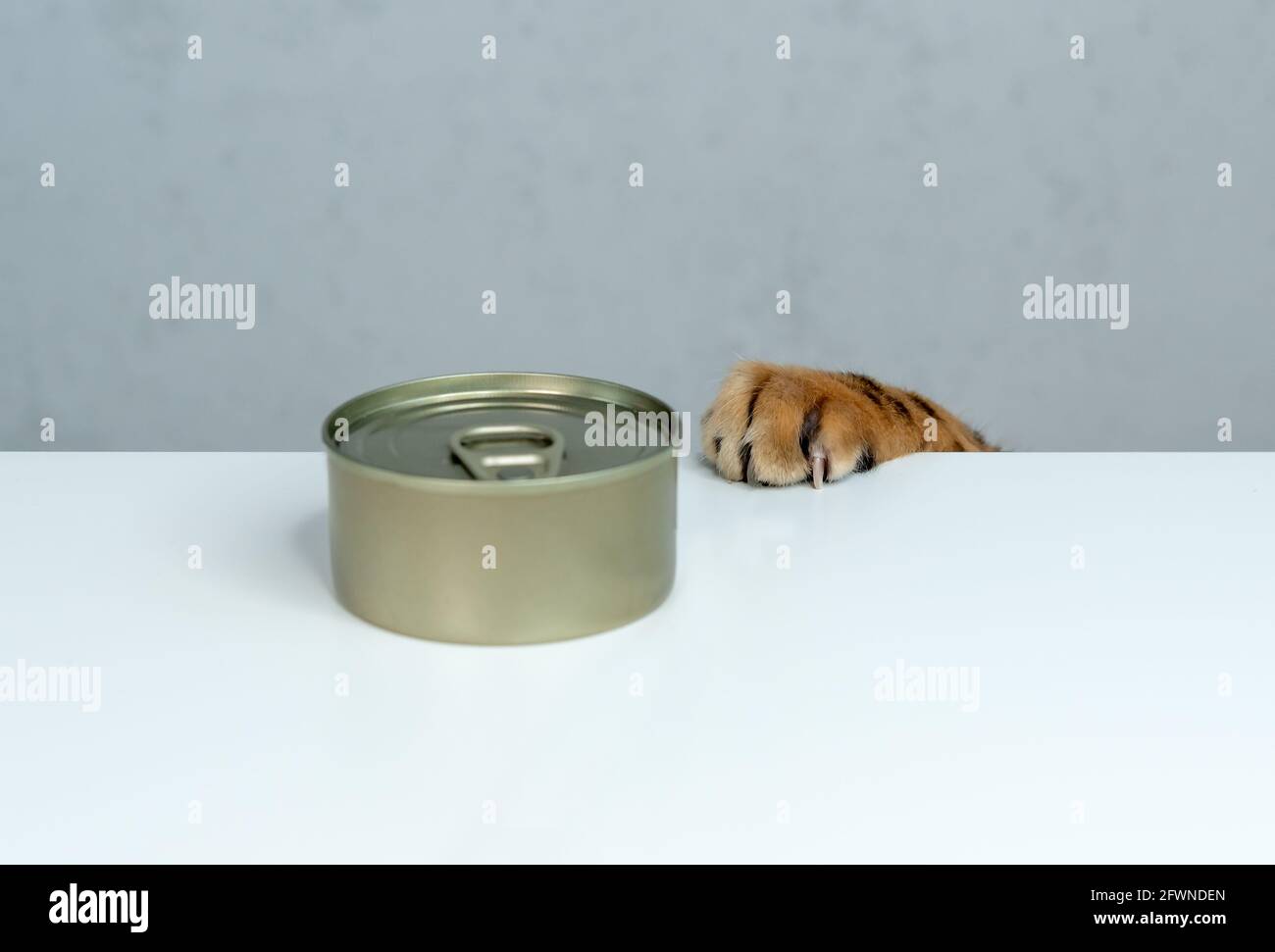 Funny Bengal cat tries to steal wet food from the table Stock Photo Alamy