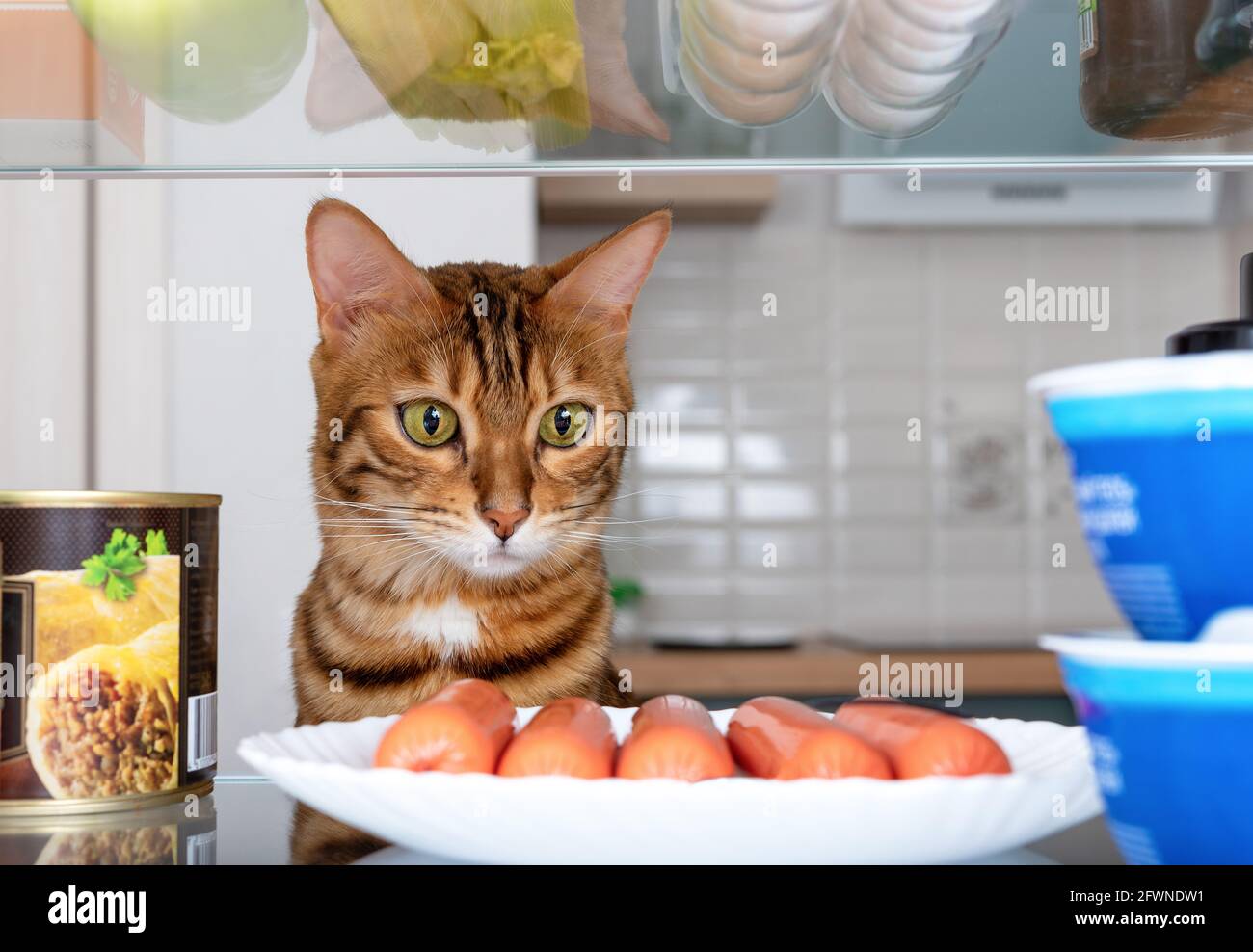 Funny bengal cat looks with appetite at a plate of sausages in the fridge Stock Photo