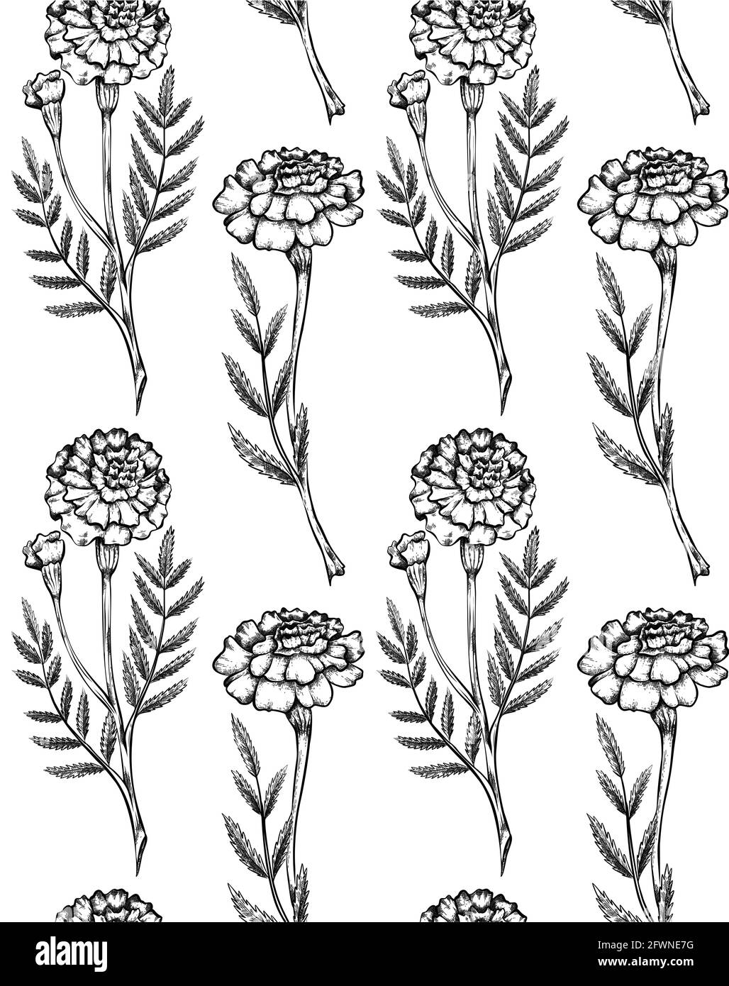 Marigold flower Black and White Stock Photos & Images Alamy