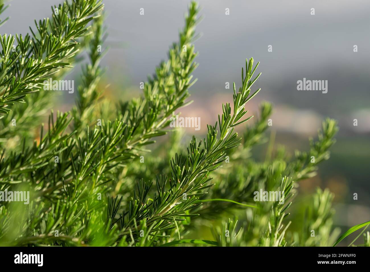 Fresh rosemary herb grows outdoor Stock Photo