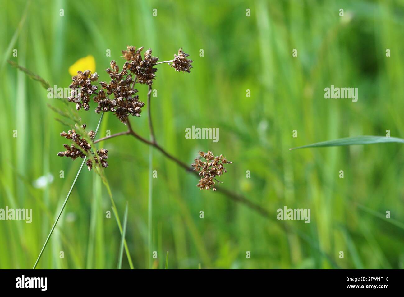 Close up photography nature hi-res stock photography and images - Alamy