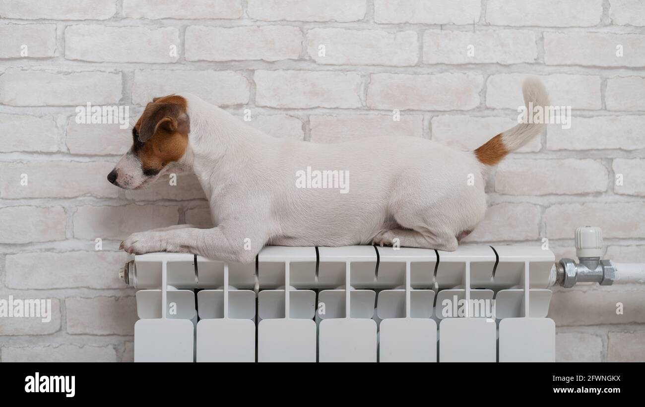 Dog jack russell terrier lies and warms himself on a heating radiator