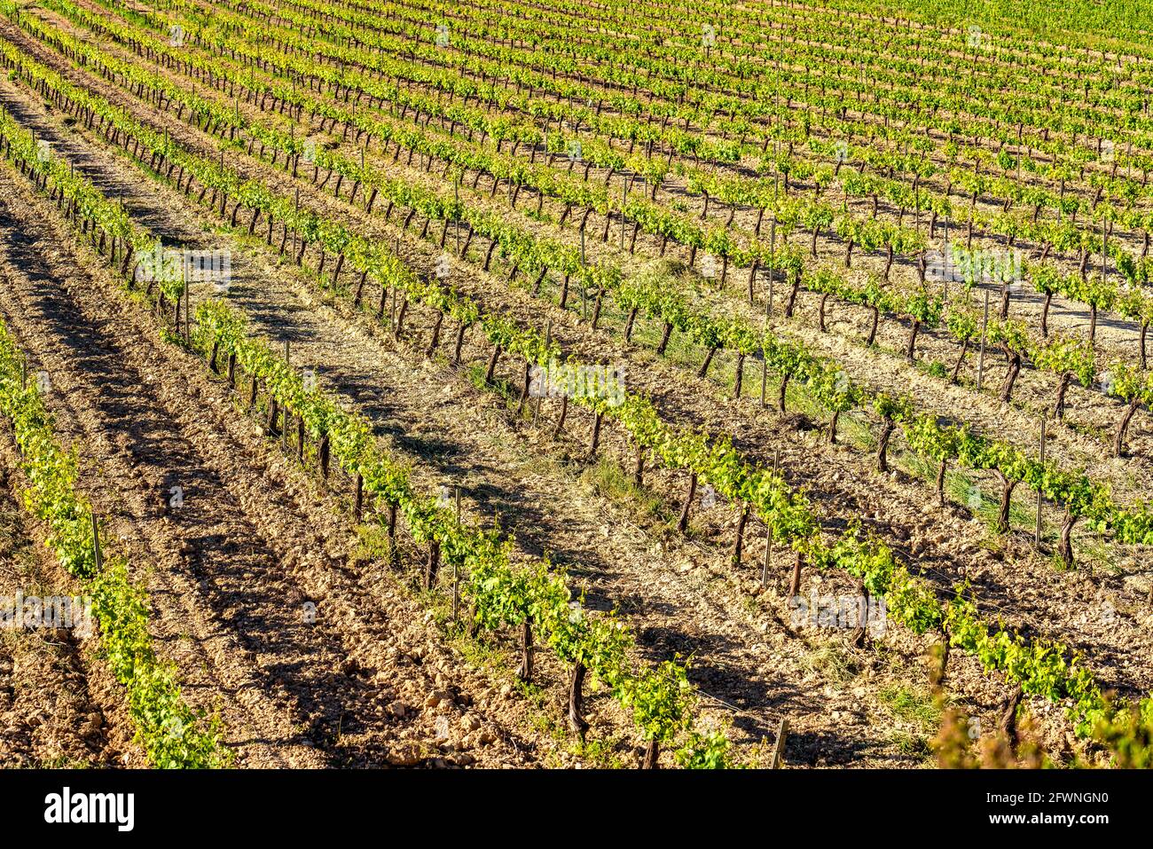 Close-up of a field of green vineyards in rows Stock Photo