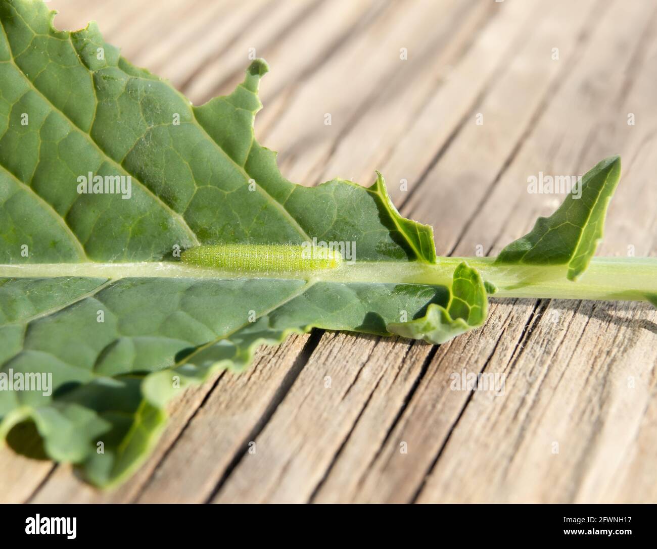 Larva of cabbage white butterfly, abbage butterfly or Pieris rapae. Macro of small 3-5 days old yellow green furry caterpillar or larva on kale leaf. Stock Photo