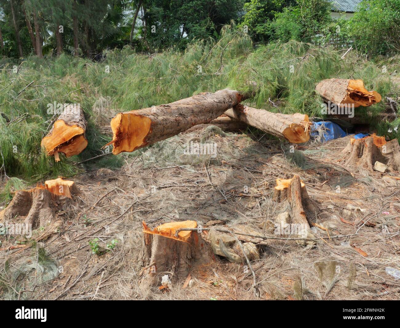 Cut down trees in pine hires stock photography and images Alamy