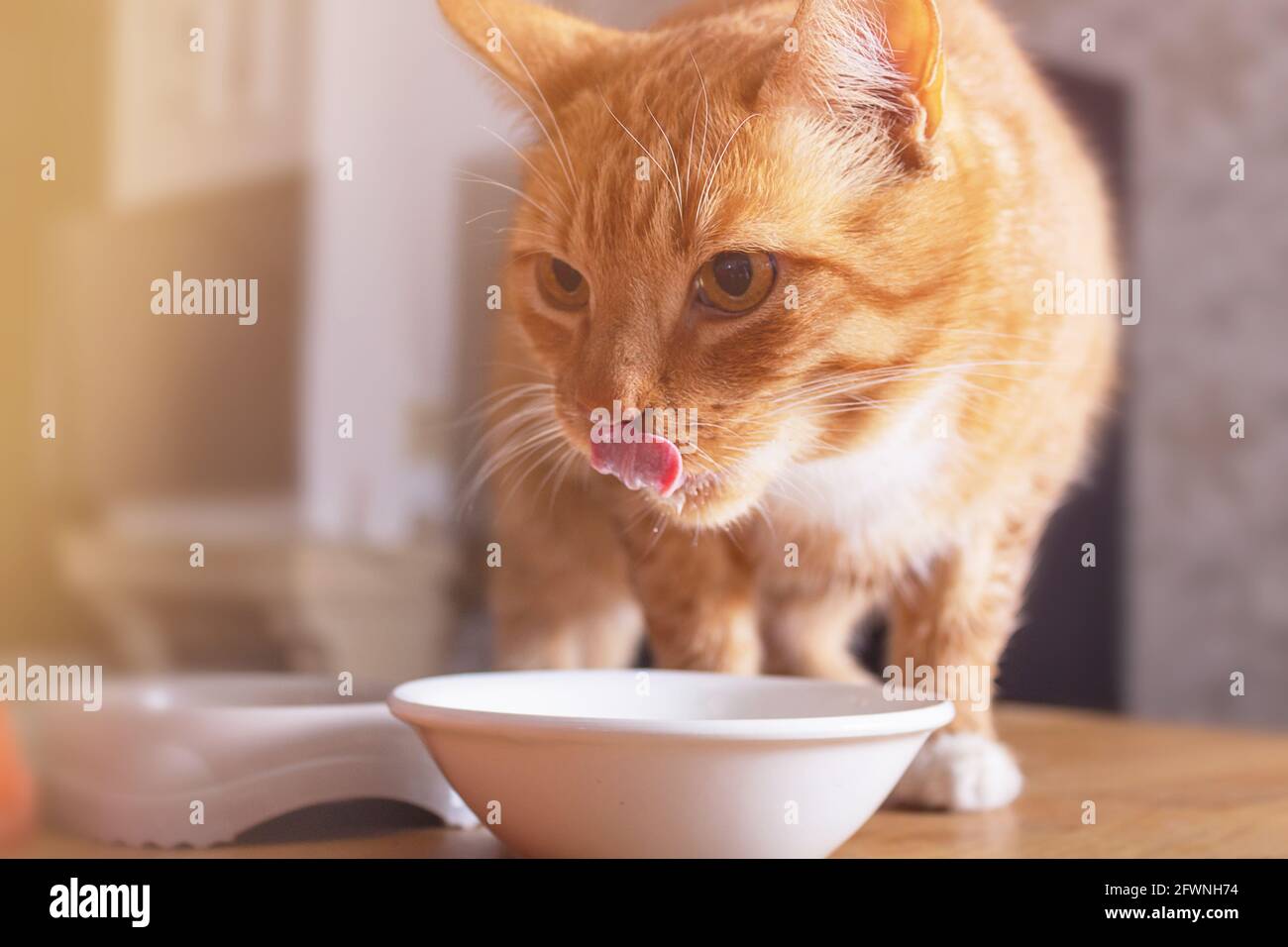 Cat On The Table High Resolution Stock Photography and Images Alamy