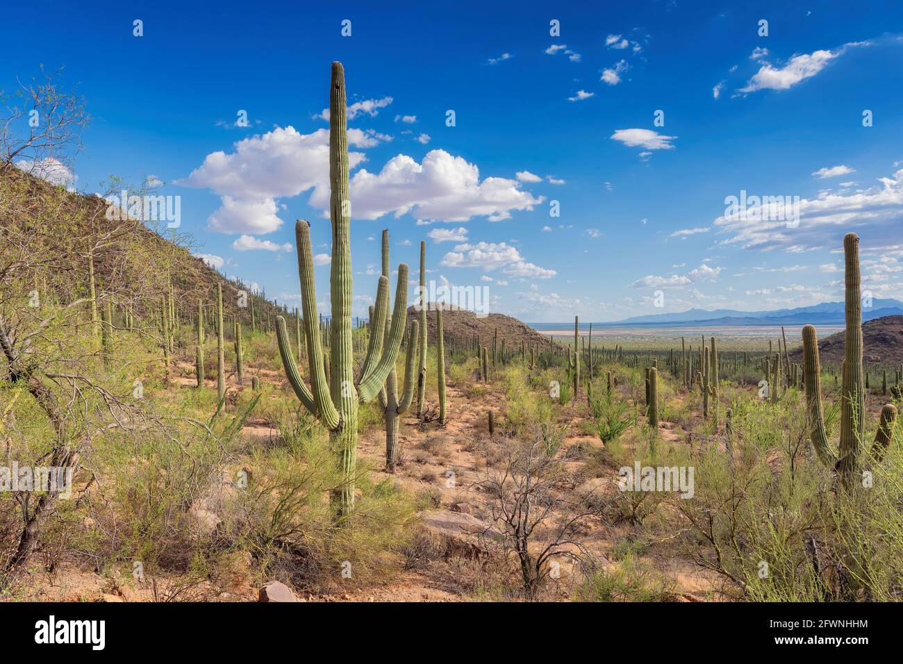 Saguaro cactus landscape Stock Photo