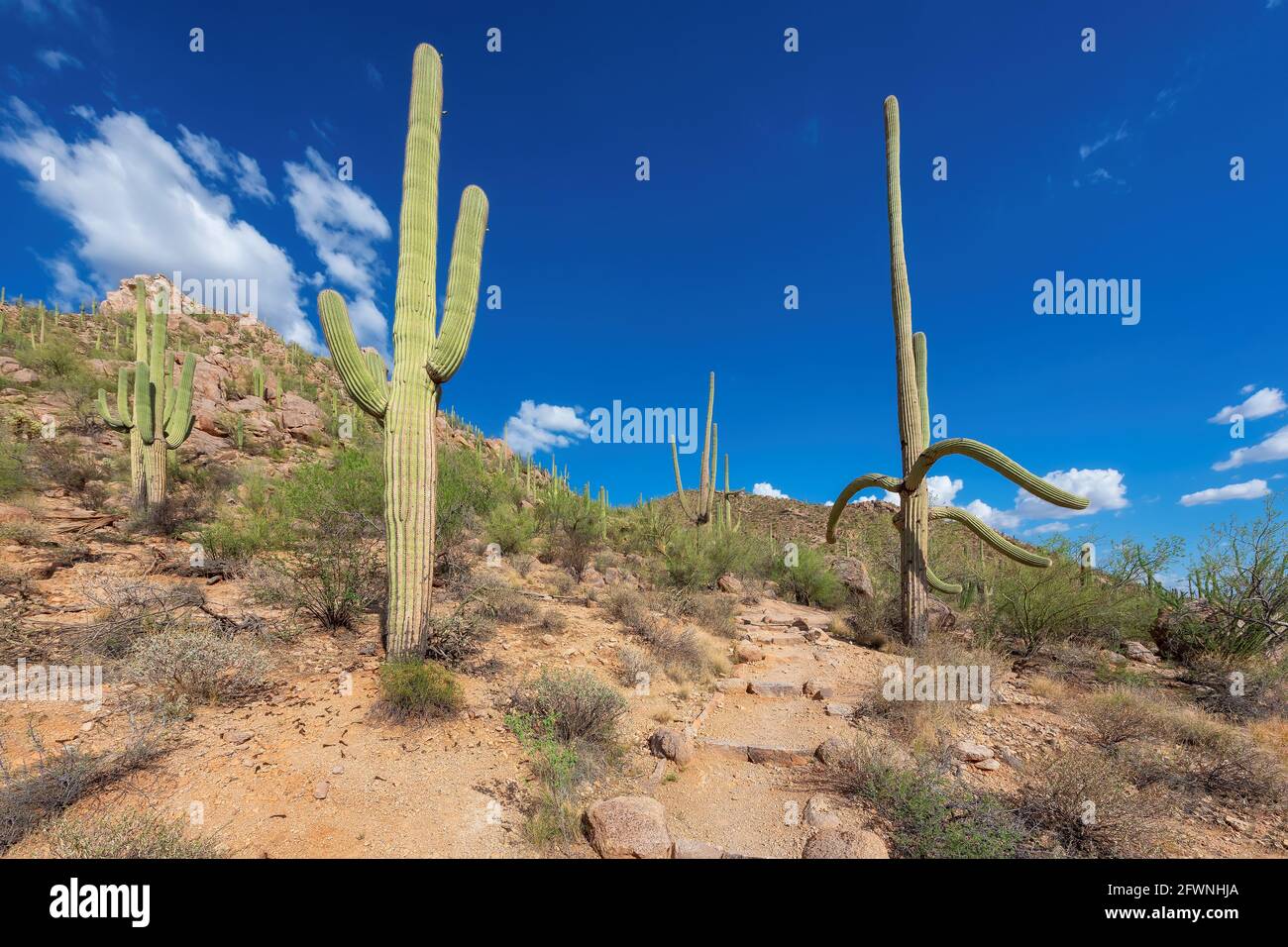 Saguaro cactus landscape Stock Photo