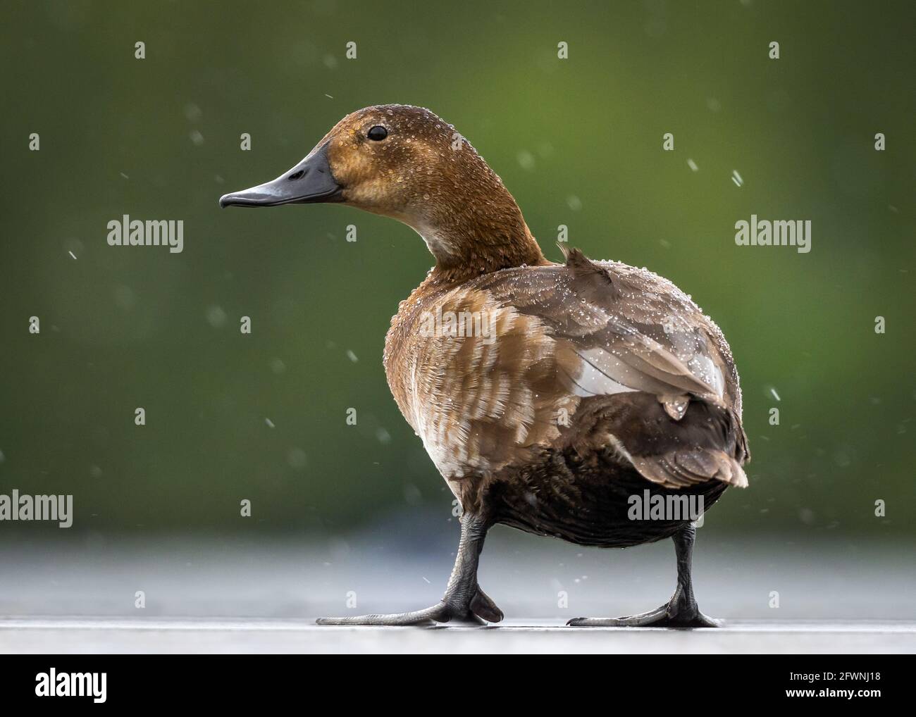 Brown Mallard duck stood in heavy rain with water off a ducks back.  Looking behind isolated from out of focus background in wild nature reserve. Stock Photo