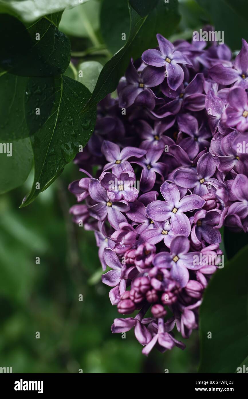 Closeup of blooming purple lilacs flowers with green leaves and rain drops. Syringa bush blossoms in the garden. Selective focus, blurred background Stock Photo