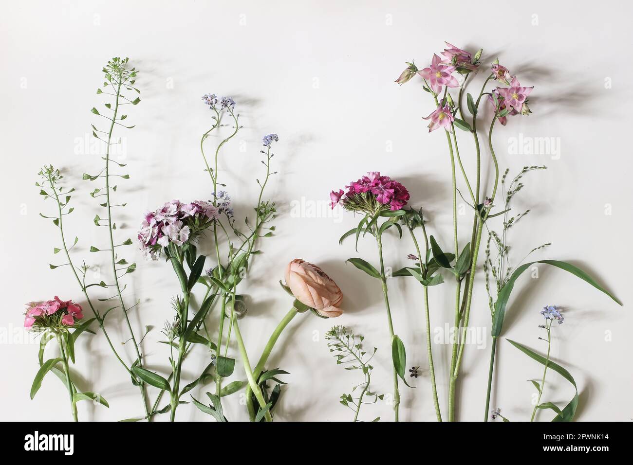 Garden and wild meadow flowers. Floral banner. Shepherd's purse, dianthus, buttercup and aquilegia plants isolated on white table background Stock Photo