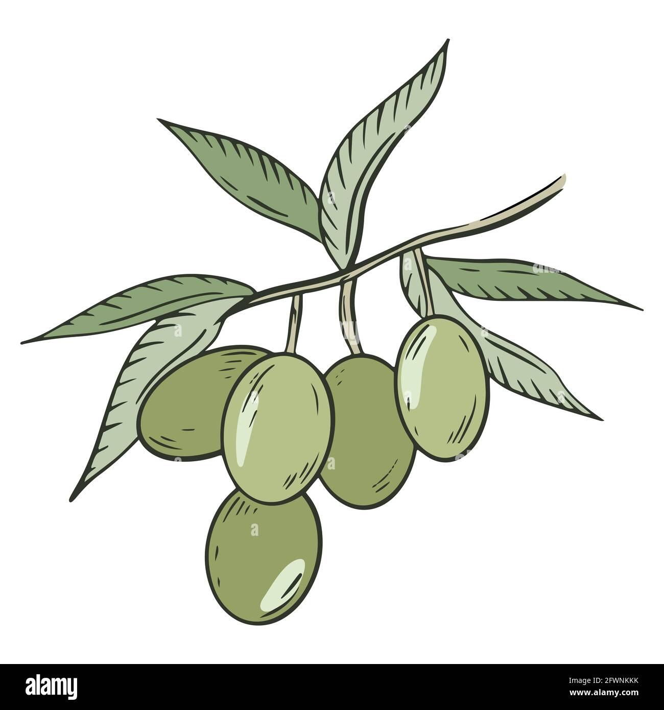 Olive tree branch, vector. Green olives with leaves. A handful of berries. Olive oilseeds. Hand drawing. Stock Vector