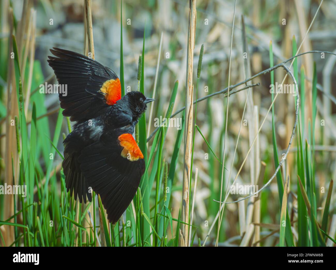 Male Red-Winged Blackbird (Agelaius phoeniceus) with wings spread in territorial display in Cattail marsh, Castle Rock Colorado USA.Photo taken in May. Stock Photo