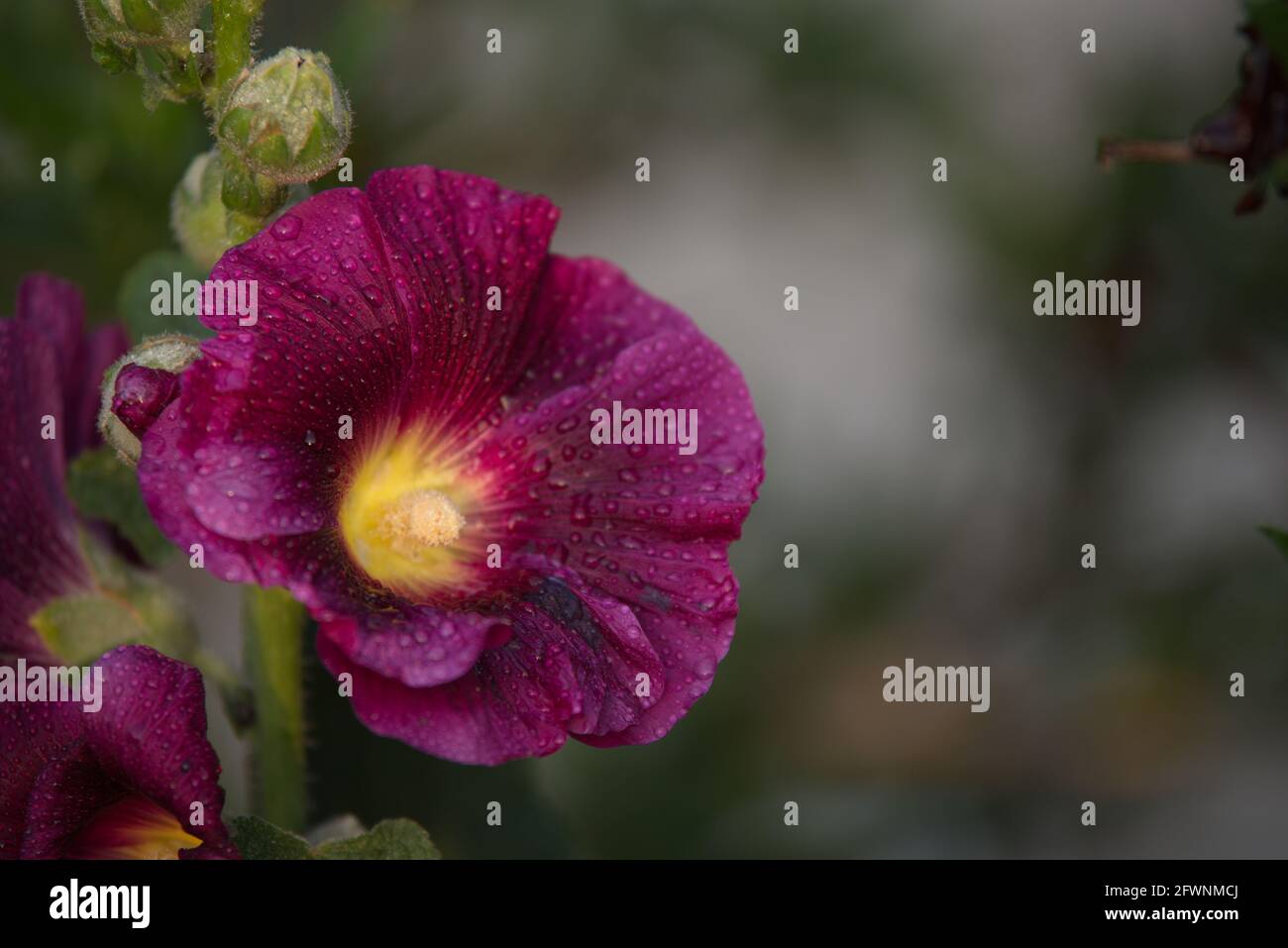 Hollyhock Plant High Resolution Stock Photography And Images Alamy