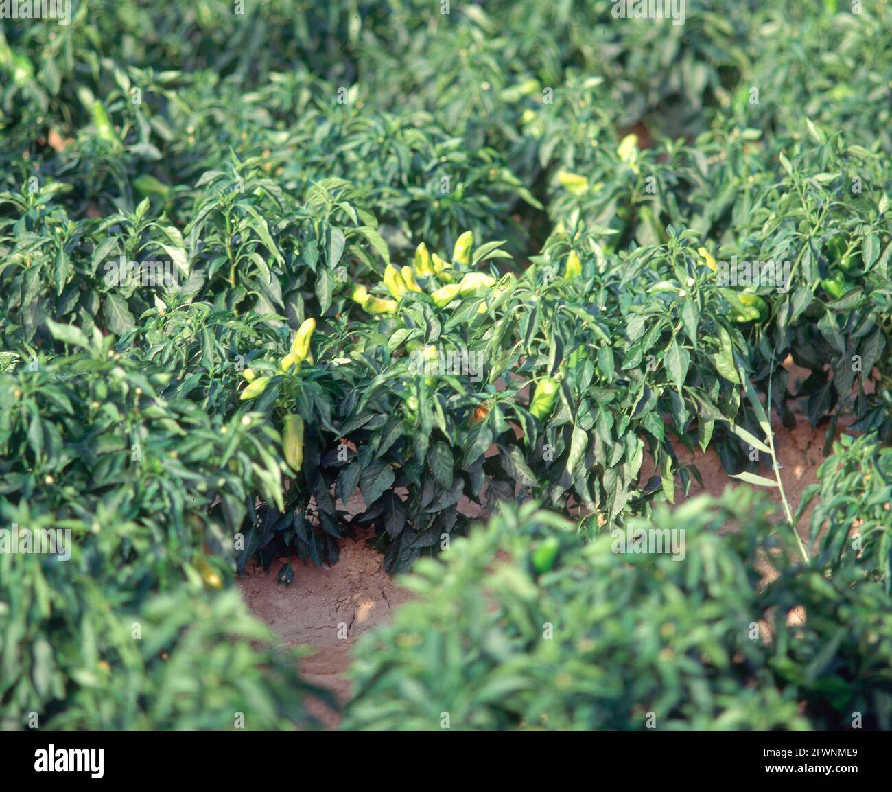 Planta de pimientos hi-res stock photography and images - Alamy