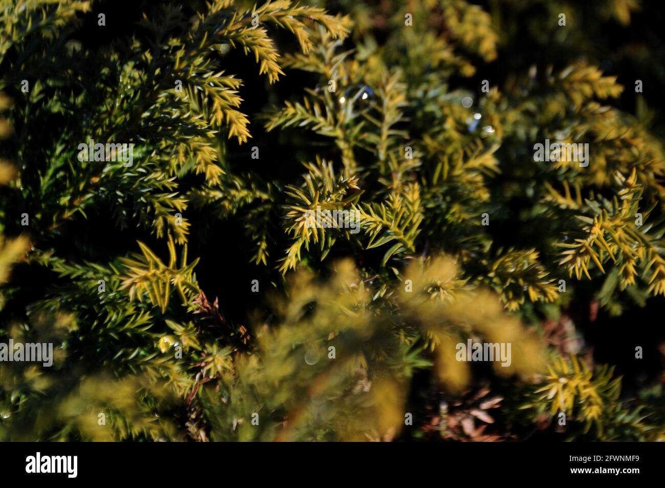Green abstract winter bush background Stock Photo