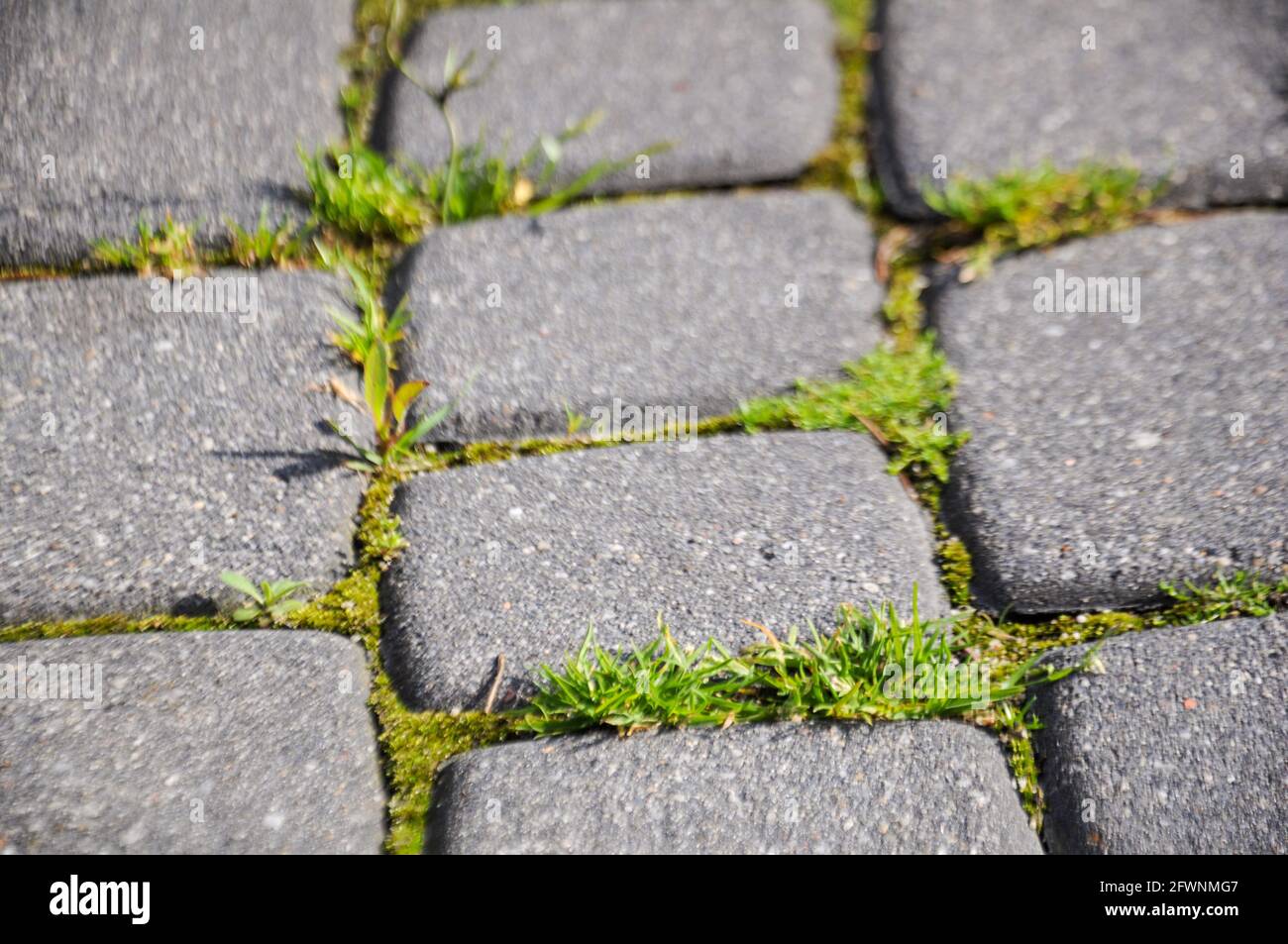 Green weeds growing on the bricky sidewalk. The power of nature Stock Photo