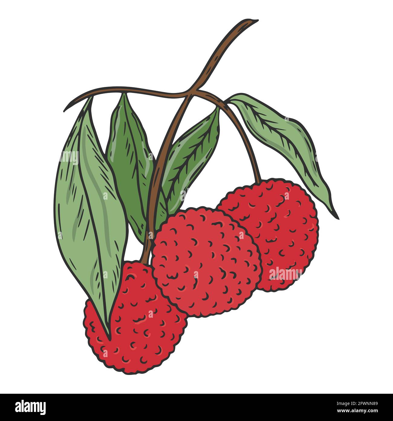 Litchi Fruit Drawing, Lychee. Sketch Of Litchi On A White Background.  Vector Isolated Illustration Royalty Free SVG, Cliparts, Vectors, And Stock  Illustration. Image 123828349.